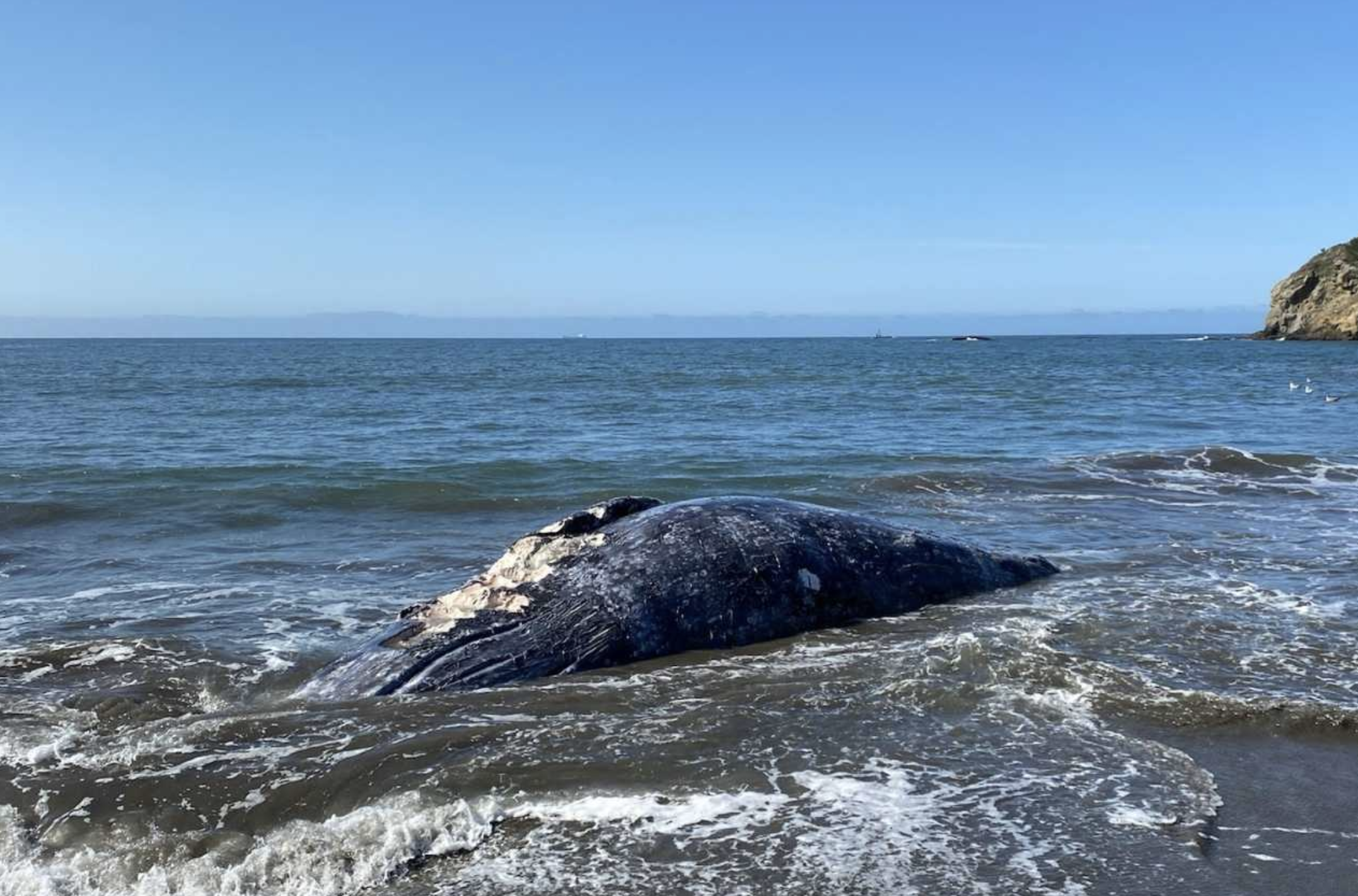 The Marine Mammal Center released this photo in announcing three more dead gray whales spotted in San Francisco Bay Area.