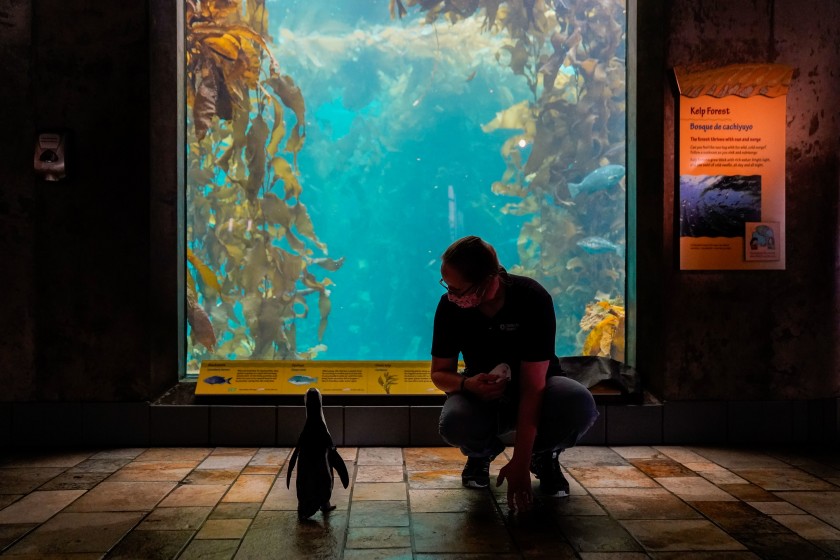 A penguin at the Monterey Bay Aquarium named Rey looks at the kelp forest tank with senior aviculturist Kim Fukuda on Aug. 20, 2020. (Kent Nishimura / Los Angeles Times)