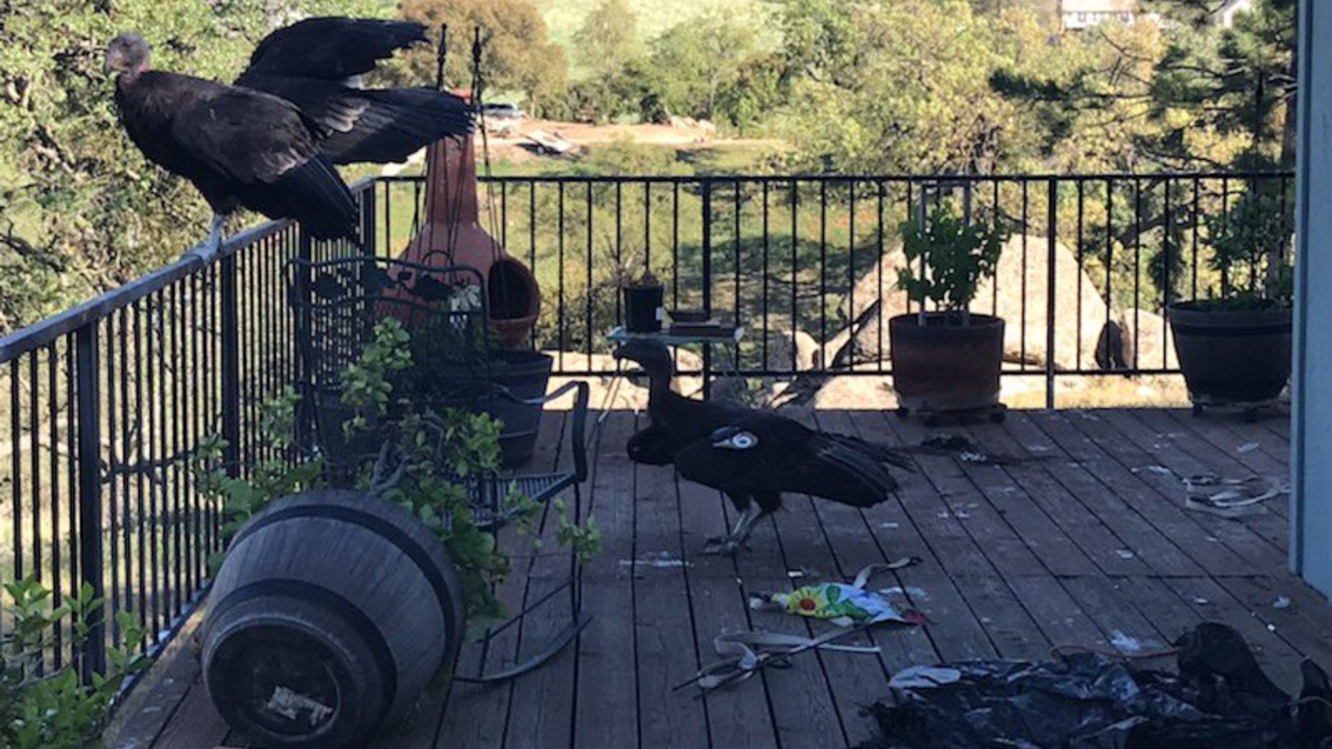 California condors rest on Cinda Mickols porch as a flock of the rare, endangered birds took over her deck over the weekend in Tehachapi, Calif. (Cinda Mickols via Associated Press)