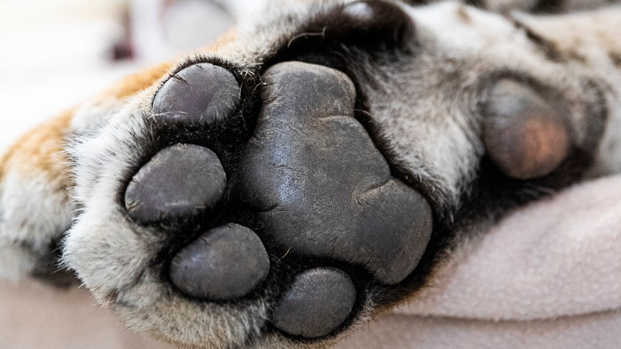 A tiger paw is seen in a file photo. (Jenny Evans/Getty Images)