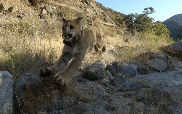 A mountain lion who spent four months in rehabilitation was released back into the wild on June 21, 2021, in Rancho Santa Margarita. (San Diego Humane Society)