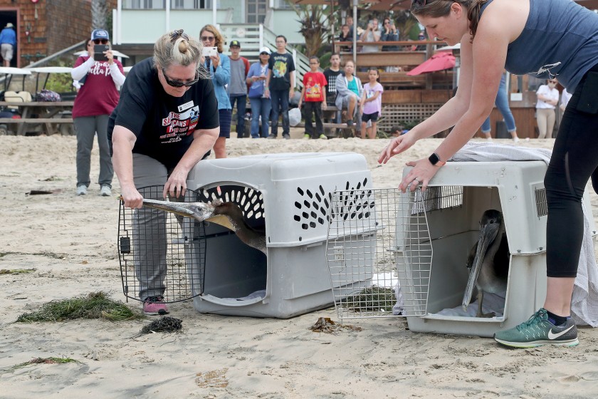 Debbie McGuire, left, Wetlands and Wildlife Care Center executive director, and Kelly Kveton, a board member, encourage two rehabbed pelicans to leave their kennels as they are released at Crystal Cove State Beach in Newport Beach on June 22, 2021.(Kevin Chang / L.A. Times Community News)