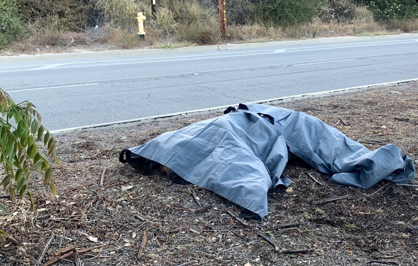 A tarp covers a bear that was killed crossing a street in Pasadena on June 23, 2021. (City of Pasadena)