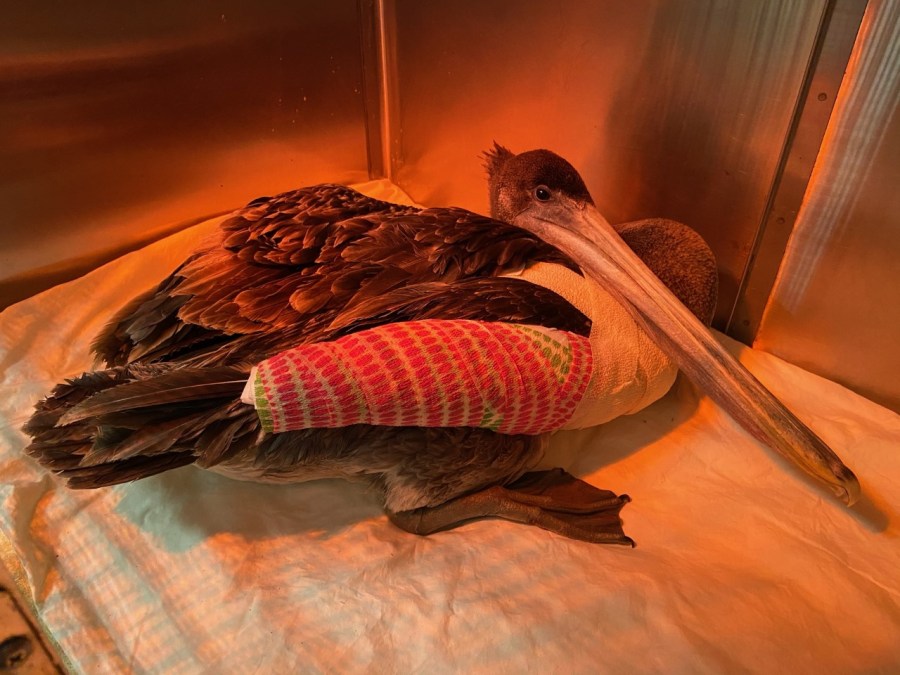 This photo from May 19, 2021, shows a brown pelican who later died, and was one of more than 30 brown pelicans viciously attacked and mutilated along the Orange County coastline. (Wetlands and Wildlife Care Center)