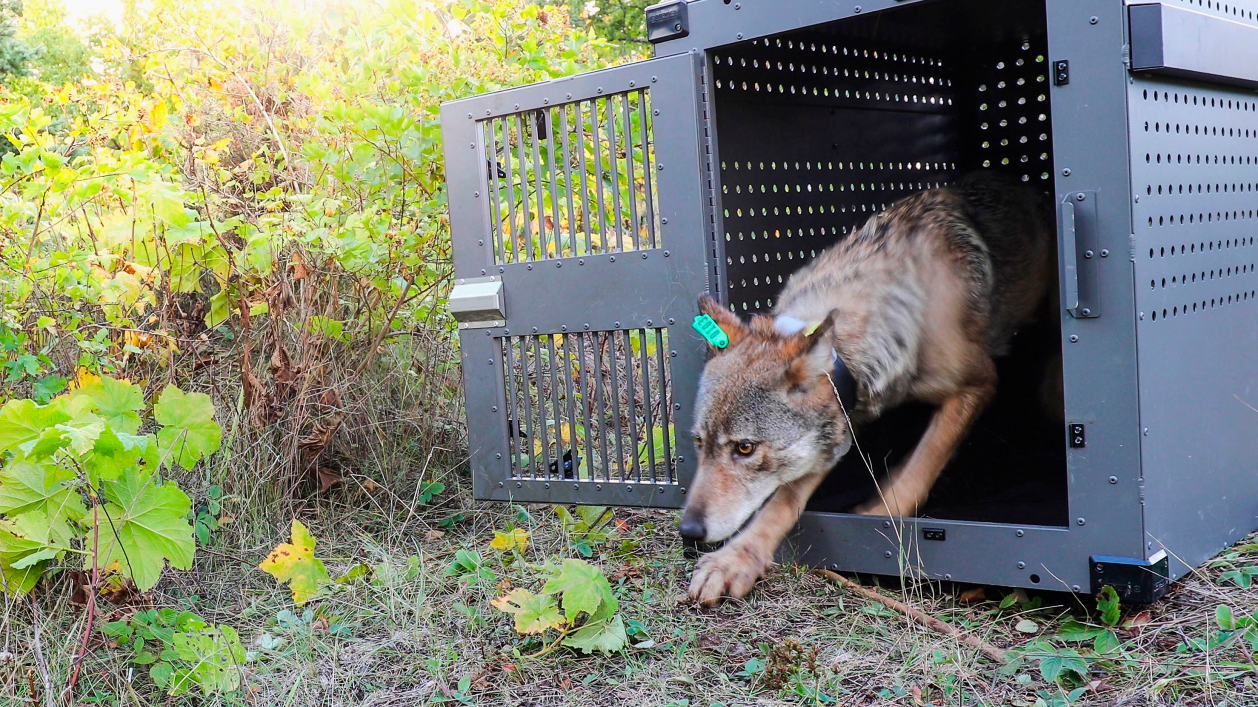 A 4-year-old female gray wolf emerges from her cage as it is released at Isle Royale National Park in Michigan on Sept. 26, 2018, in this photo provided by the National Park Service.