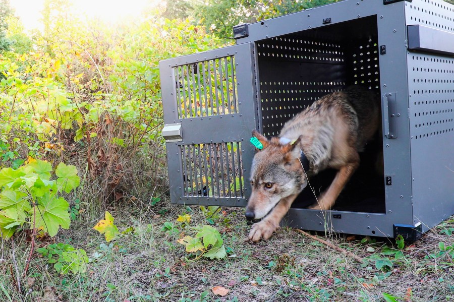 A 4-year-old female gray wolf emerges from her cage as it is released at Isle Royale National Park in Michigan on Sept. 26, 2018, in this photo provided by the National Park Service.