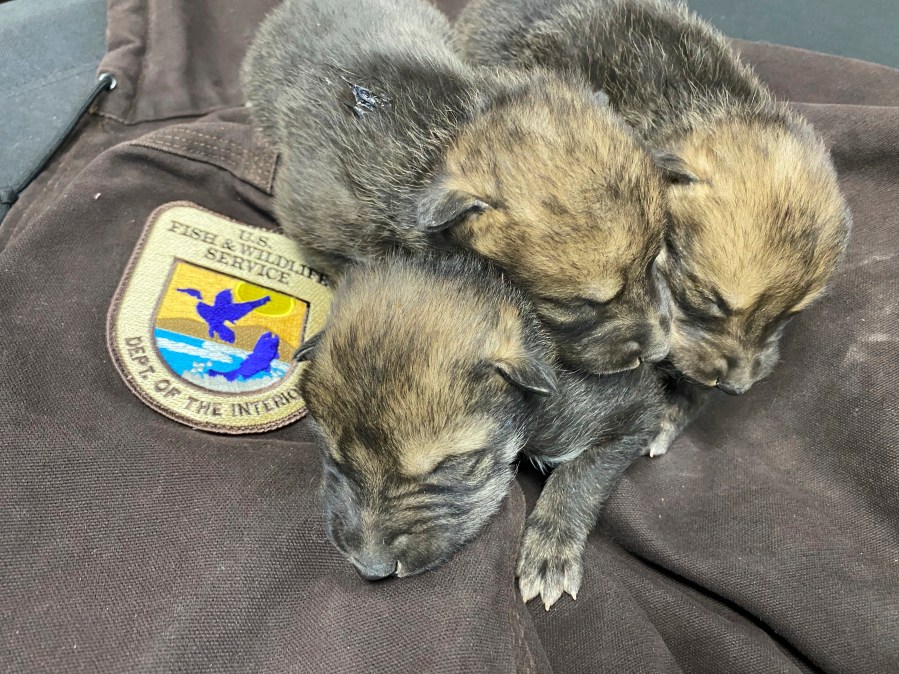 This undated image provided by the U.S. Fish and Wildlife Service's Mexican Wolf Interagency Field Team shows a litter of pups before being placed into a den in the wild as part of the agency's cross-fostering program in southwestern New Mexico. (U.S. Fish and Wildlife Service via AP)