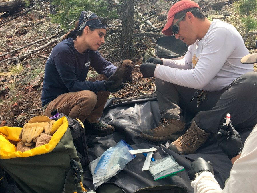 This undated image provided by the U.S. Fish and Wildlife Service's Mexican Wolf Interagency Field Team shows members of the team preparing a captive-bred pup for placement into a den in the wild in southwestern New Mexico as part of its cross-fostering program. (U.S. Fish and Wildlife Service via AP)