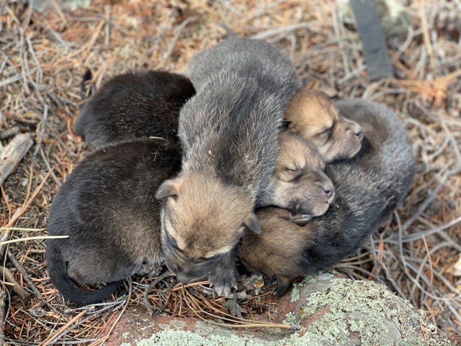 This undated image provided by the U.S. Fish and Wildlife Service's Mexican Wolf Interagency Field Team shows a litter of captive-bred pups before being placed into a den in the wild in southwestern New Mexico as part of a cross-fostering program. (U.S. Fish and Wildlife Service via AP)