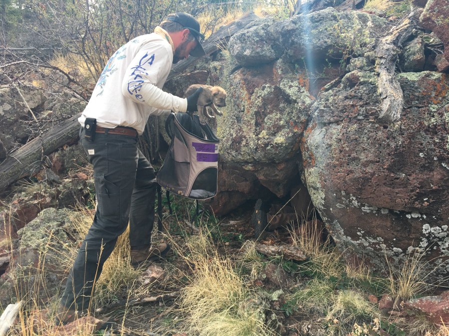 This undated image provided by the U.S. Fish and Wildlife Service's Mexican Wolf Interagency Field Team shows a member of the team placing a captive-bred pup into a den in the wild in southwestern New Mexico as part of a cross-fostering program. (U.S. Fish and Wildlife Service via AP)