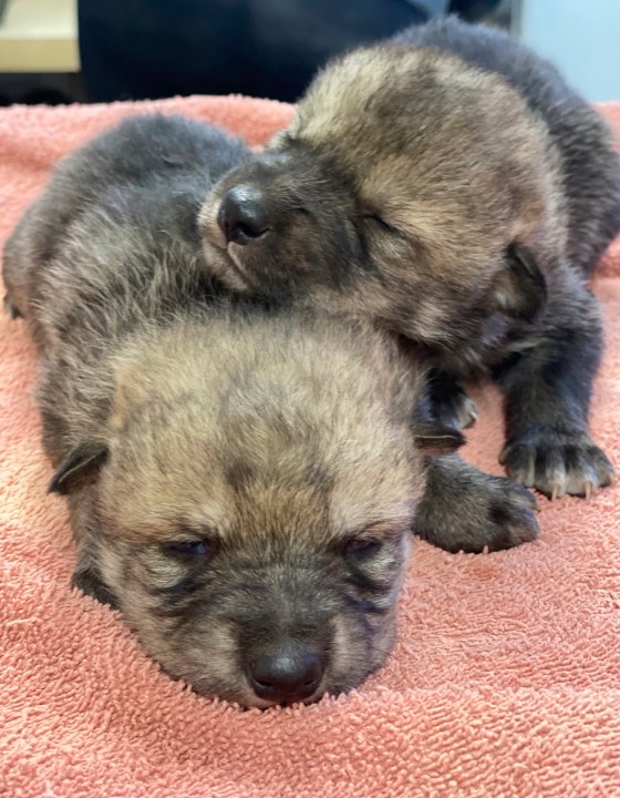 This undated image provided by the U.S. Fish and Wildlife Service's Mexican Wolf Interagency Field Team shows a litter of captive-bred pups before being placed into a den in southwestern New Mexico as part of a cross-fostering program. (U.S. Fish and Wildlife Service via AP)