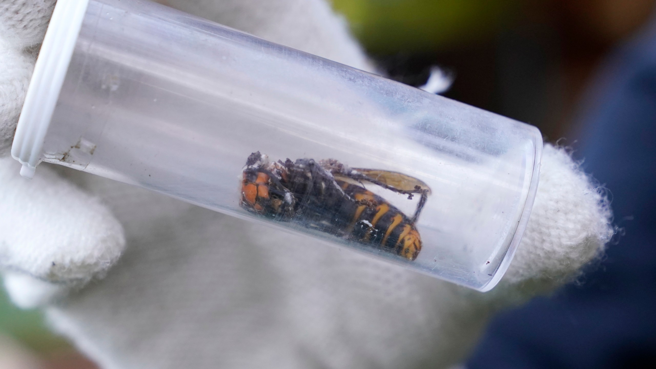 In this Oct. 24, 2020 file photo a Washington State Department of Agriculture worker displays an Asian giant hornet taken from a nest, in Blaine, Wash. Scientists have found a dead Asian giant hornet north of Seattle, the first so-called murder hornet found in the state this year, federal and state investigators said Wednesday, June 16, 2021. (AP Photo/Elaine Thompson,File)