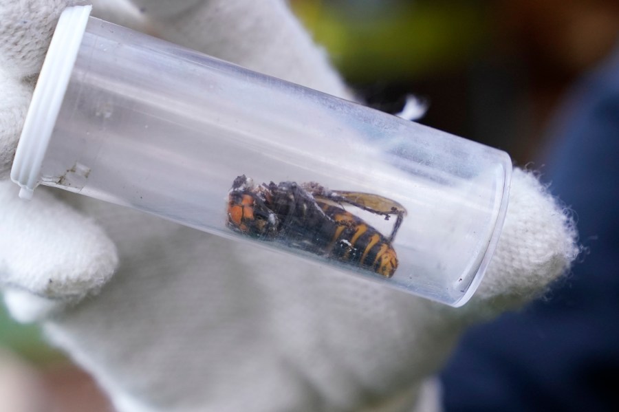 In this Oct. 24, 2020 file photo a Washington State Department of Agriculture worker displays an Asian giant hornet taken from a nest, in Blaine, Wash. Scientists have found a dead Asian giant hornet north of Seattle, the first so-called murder hornet found in the state this year, federal and state investigators said Wednesday, June 16, 2021. (AP Photo/Elaine Thompson,File)