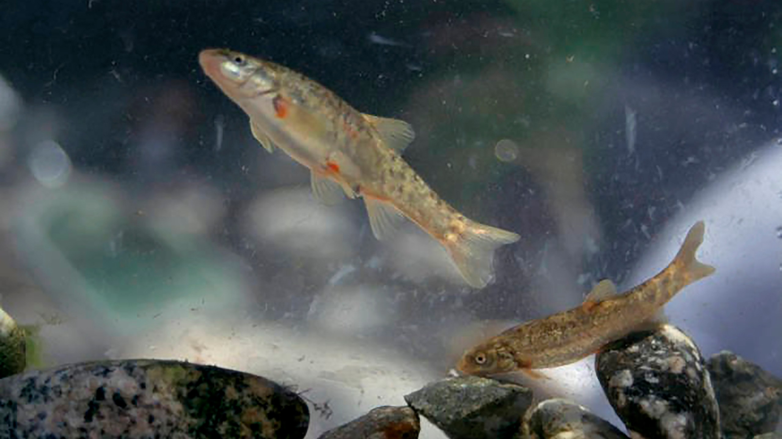 This undated photo provided by the United States Fish and Wildlife Service shows Santa Ana speckled dace fish. (Paul Barrett/United States Fish and Wildlife Service via Associated Press)