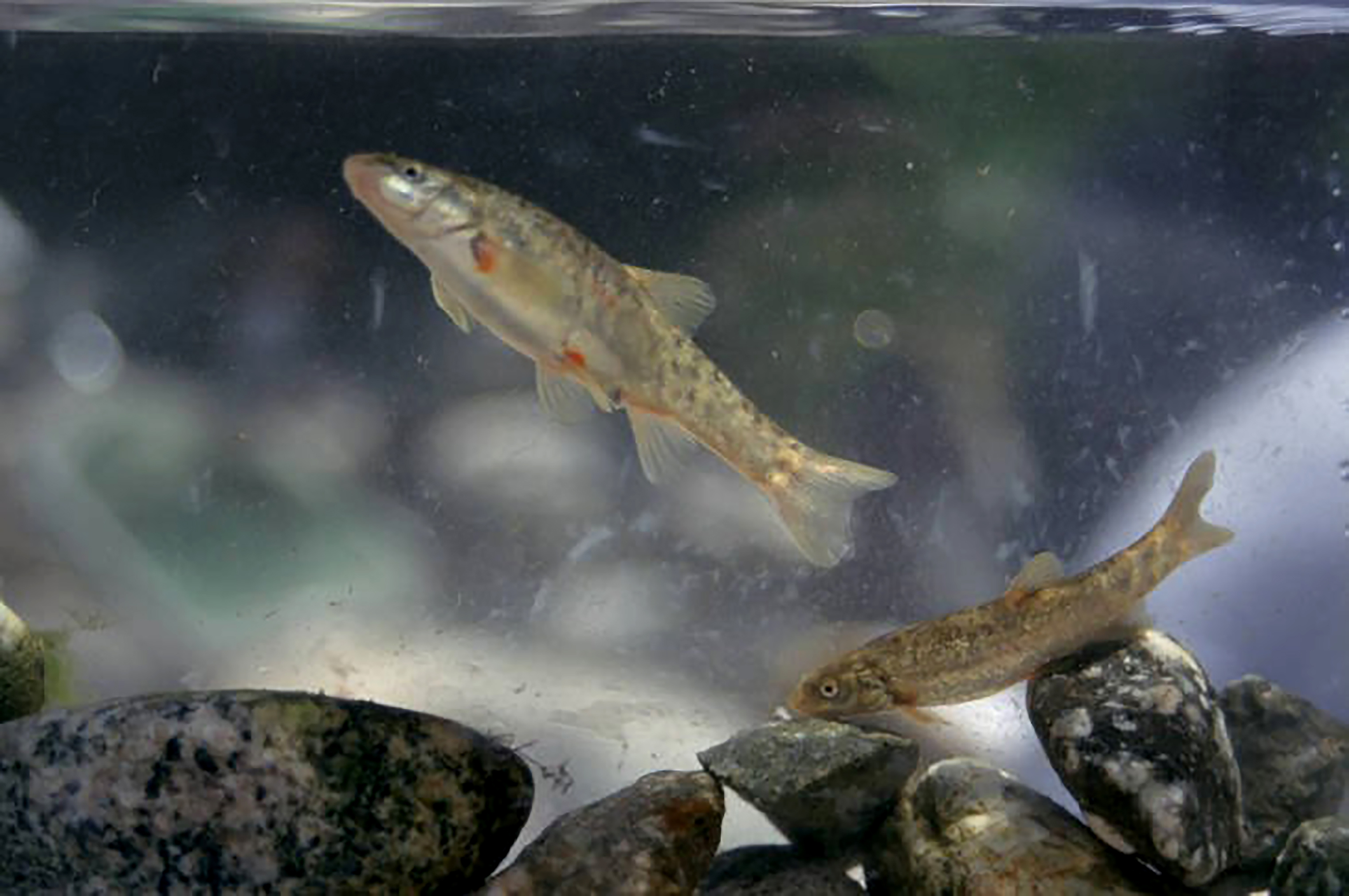 This undated photo provided by the United States Fish and Wildlife Service shows Santa Ana speckled dace fish. (Paul Barrett/United States Fish and Wildlife Service via Associated Press)