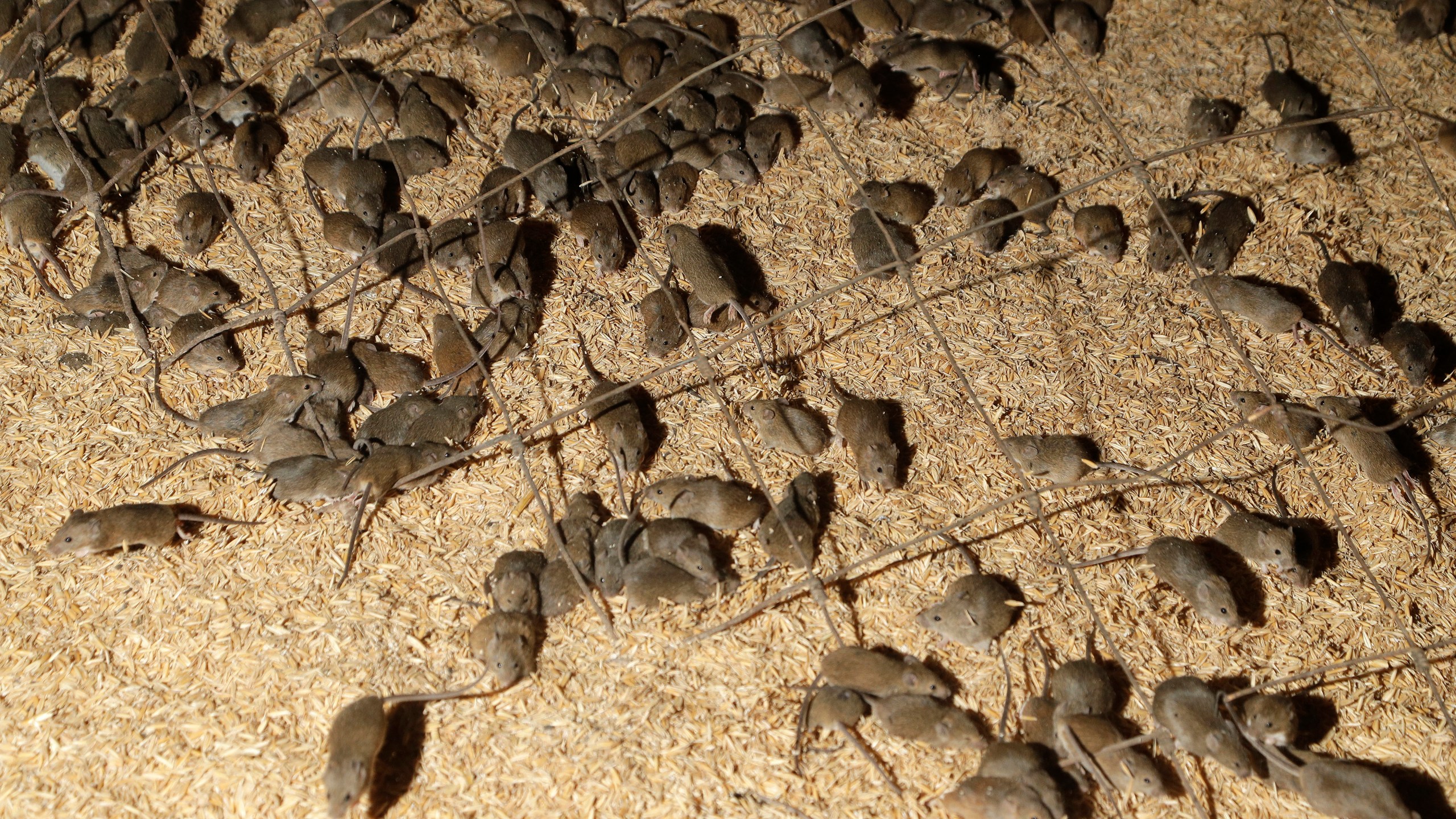 In this May 19, 2021, file photo, mice scurry around stored grain on a farm near Tottenham, Australia. A mouse plague that has ravaged vast swathes of eastern Australia has forced the evacuation of a prison while authorities repair gnawed electrical wiring and clear dead and decaying mice from wall cavities and ceilings, Corrective Services Commissioner Peter Severin said on Tuesday, June 22, 2021. (AP Photo/Rick Rycroft, File)