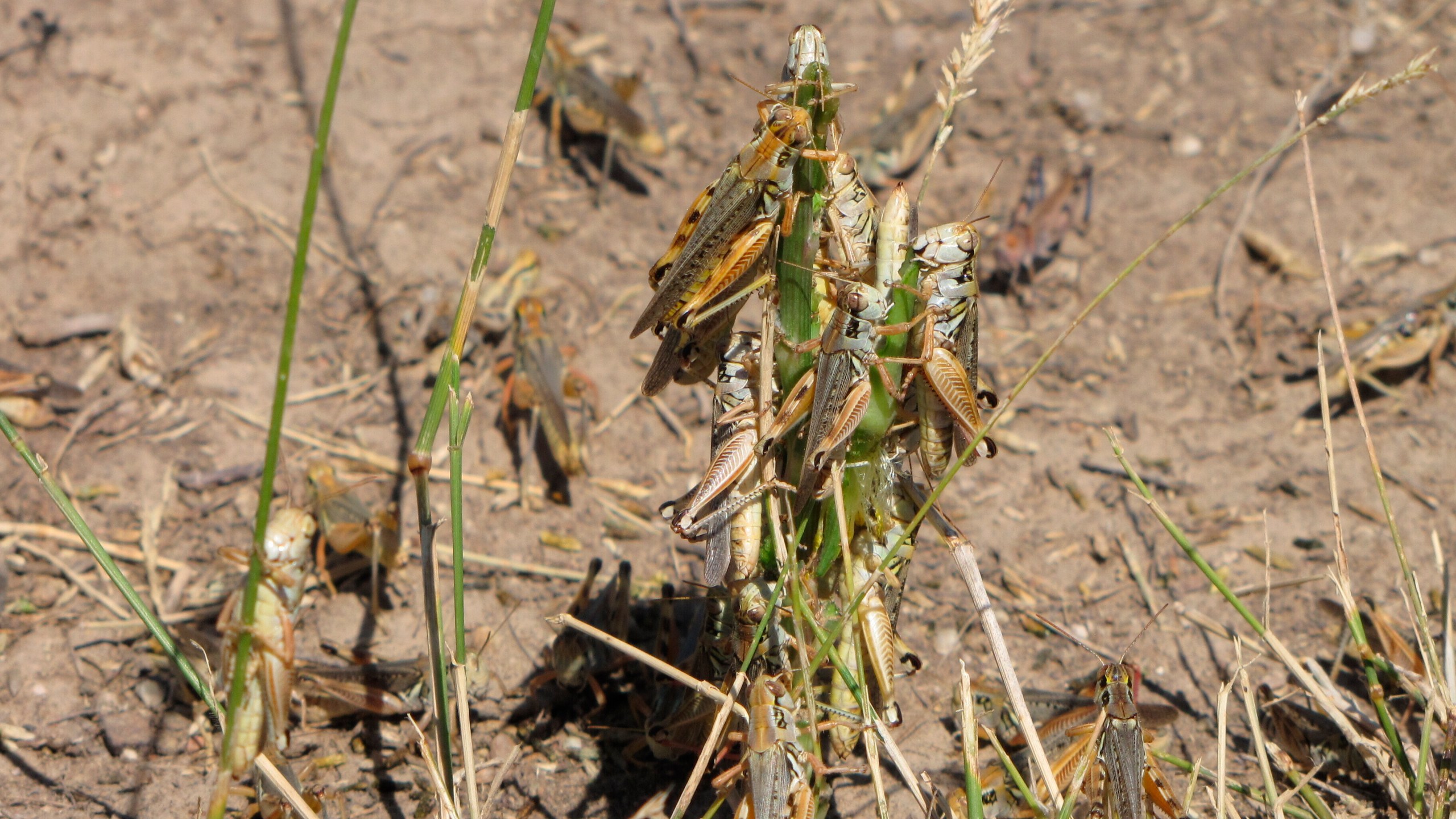 In this photo provided by the U.S. Department of Agriculture's Animal and Plant Health Inspection Service, grasshoppers are seen eating a plant in this undated handout photo from the U.S. Department of Agriculture. Federal agriculture officials are launching what could be the largest grasshopper-killing campaign since the 1980s amid an outbreak of the drought-loving insects that cattle ranchers fear will strip bare public and private rangelands. (U.S. Department of Agriculture's Animal and Plant Health Inspection Service via AP)