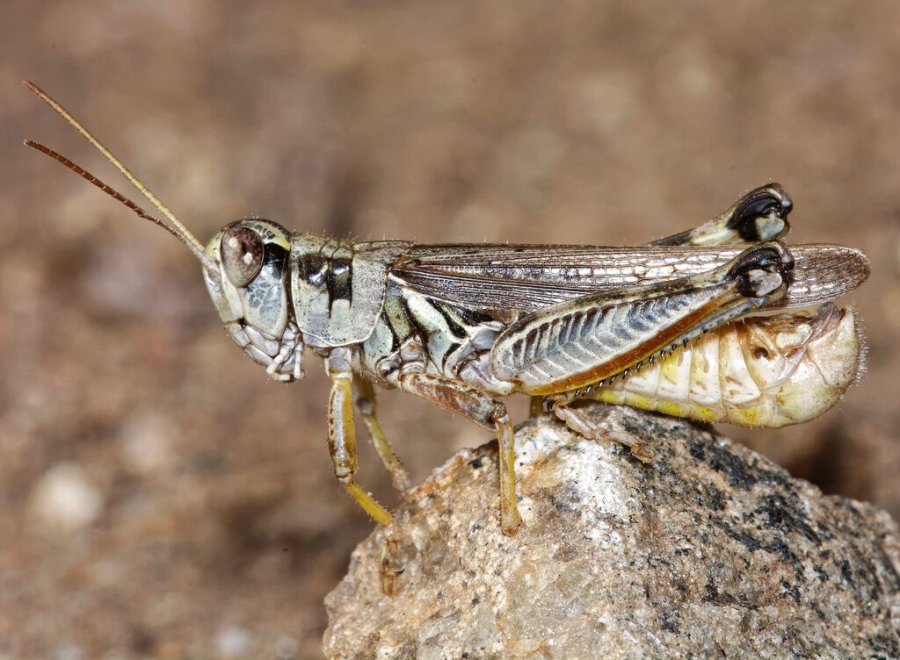 This undated photo provided by the U.S. Department of Agriculture's Animal and Plant Health Inspection Service shows a male migratory grasshopper. (U.S. Department of Agriculture's Animal and Plant Health Inspection Service via AP)