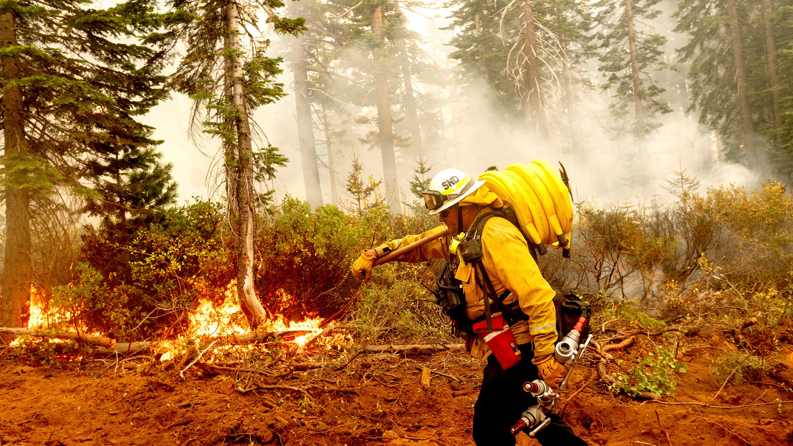 In this Sept. 14, 2020, file photo Cal Fire Battalion Chief Craig Newell carries a hose while battling the North Complex Fire in Plumas National Forest, Calif. (AP Photo/Noah Berger,File)