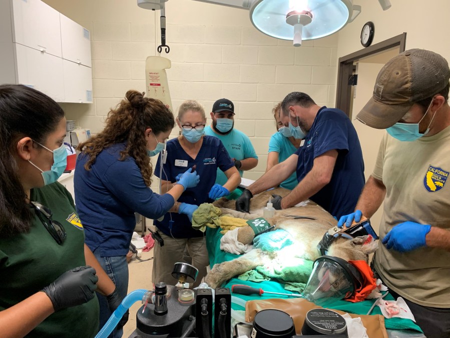 Two mountain lion cubs arrived at the San Diego Humane Society’s Ramona Wildlife Center, after their mother had been hit by a car, leaving them orphaned near the Tijeras Creek Golf Course in Orange County. One was released back into the wild on June 21, 2021, in Rancho Santa Margarita, while the other remained in recovery. (San Diego Humane Society)