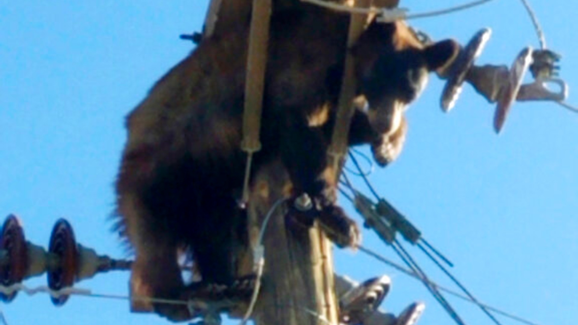 This photo provided by Werner Neubauer shows a bear tangled in power pole wires in Willcox, Ariz., Monday, June 7, 2021. (Courtesy of Werner Neubauer via AP)