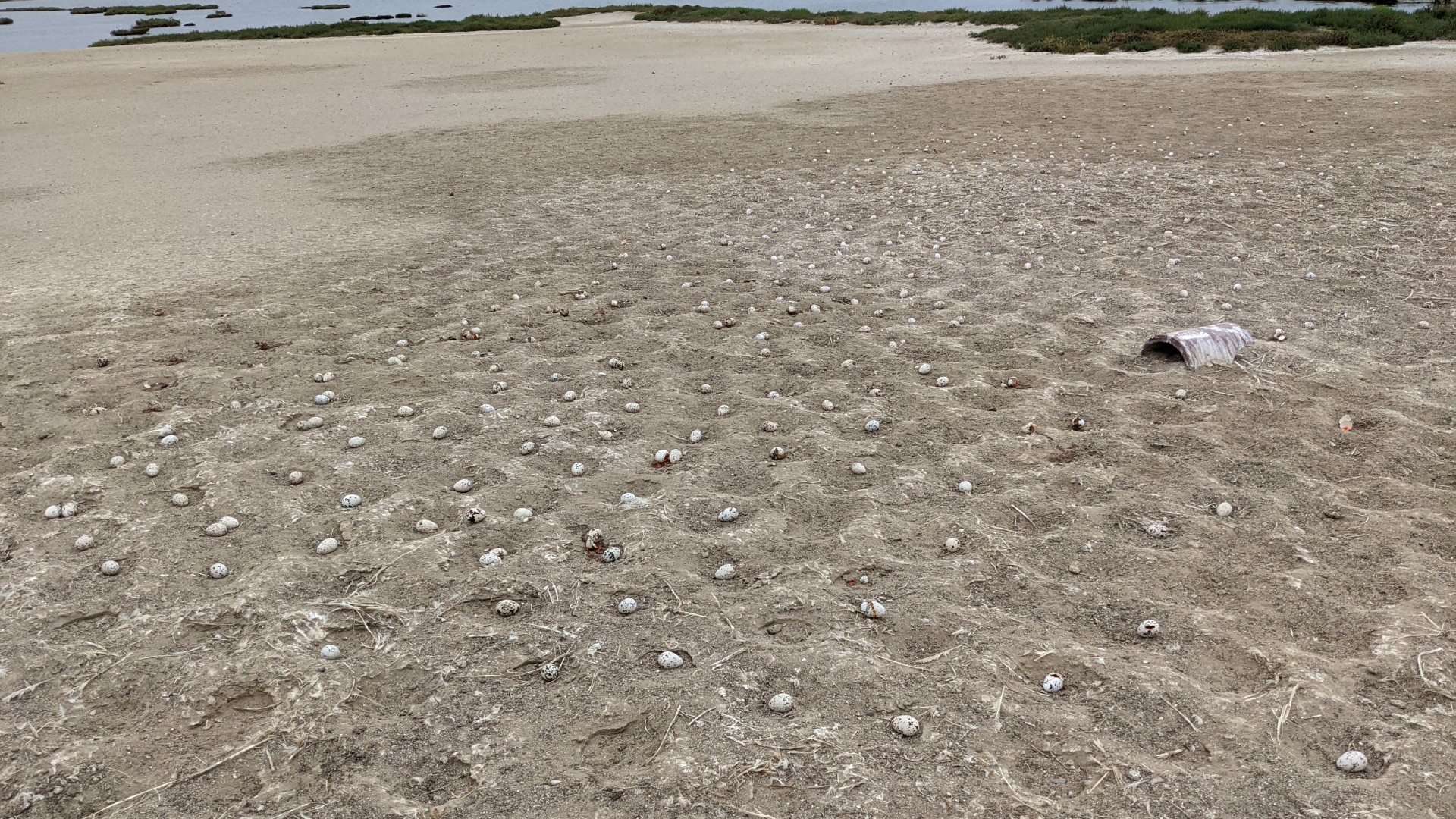 The California Department of Fish and Wildlife released this photo of the abandoned eggs at Bolsa Chica Ecological Reserve.