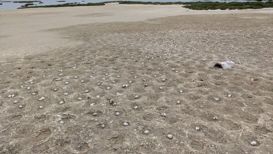 The California Department of Fish and Wildlife released this photo of the abandoned eggs at Bolsa Chica Ecological Reserve.