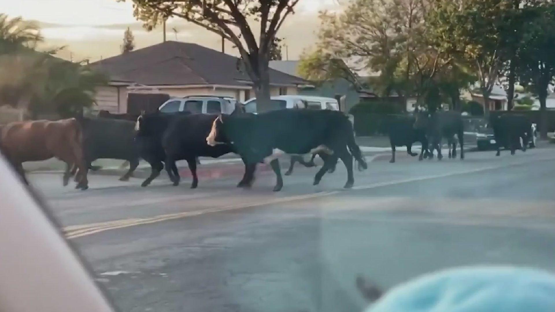 Cows wander through Pico Rivera June 22, 2021. (Daisy Laureano)