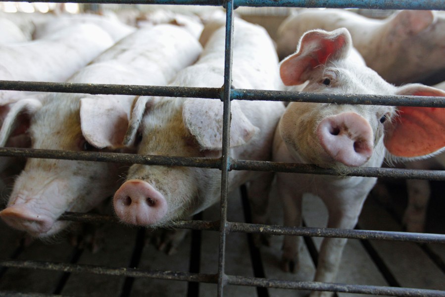 This June, 28, 2012, file photo shows hogs at a farm in Buckhart, Ill. The Biden administration plans to revive a set of rules designed to protect the rights of farmers who raise cows, chickens and hogs against the country's largest meat processors that the Trump administration killed four years ago. (AP Photo/M. Spencer Green, File)