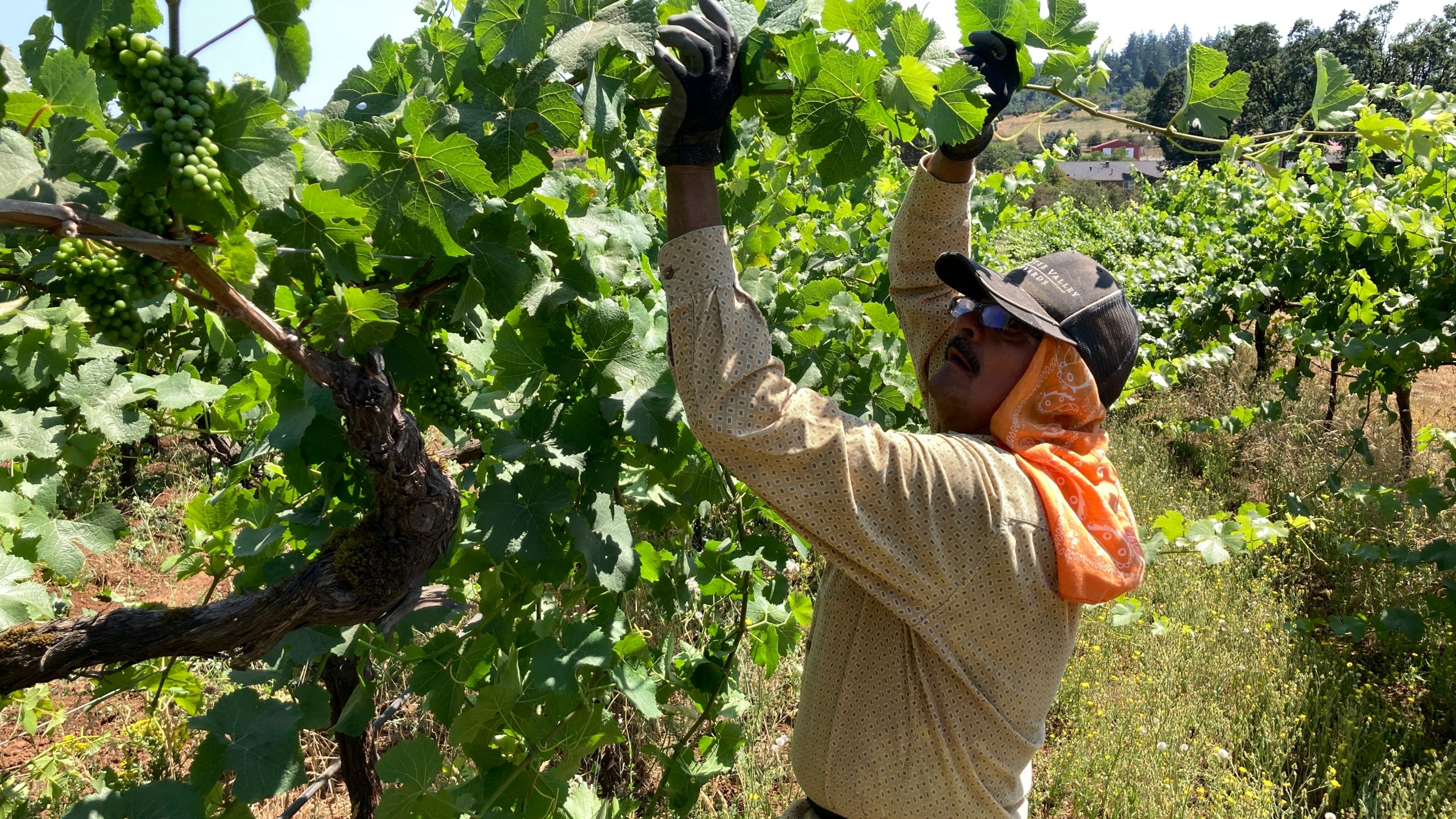 Miguel Ramos, of Salem, Oregon, reaches up to pull the leaf canopy over pinot noir grapes on Thursday, July 8, 2021, to shade the fruit from the sun, at Willamette Valley Vineyards in Turner, Ore. (AP Photo/Andrew Selsky)