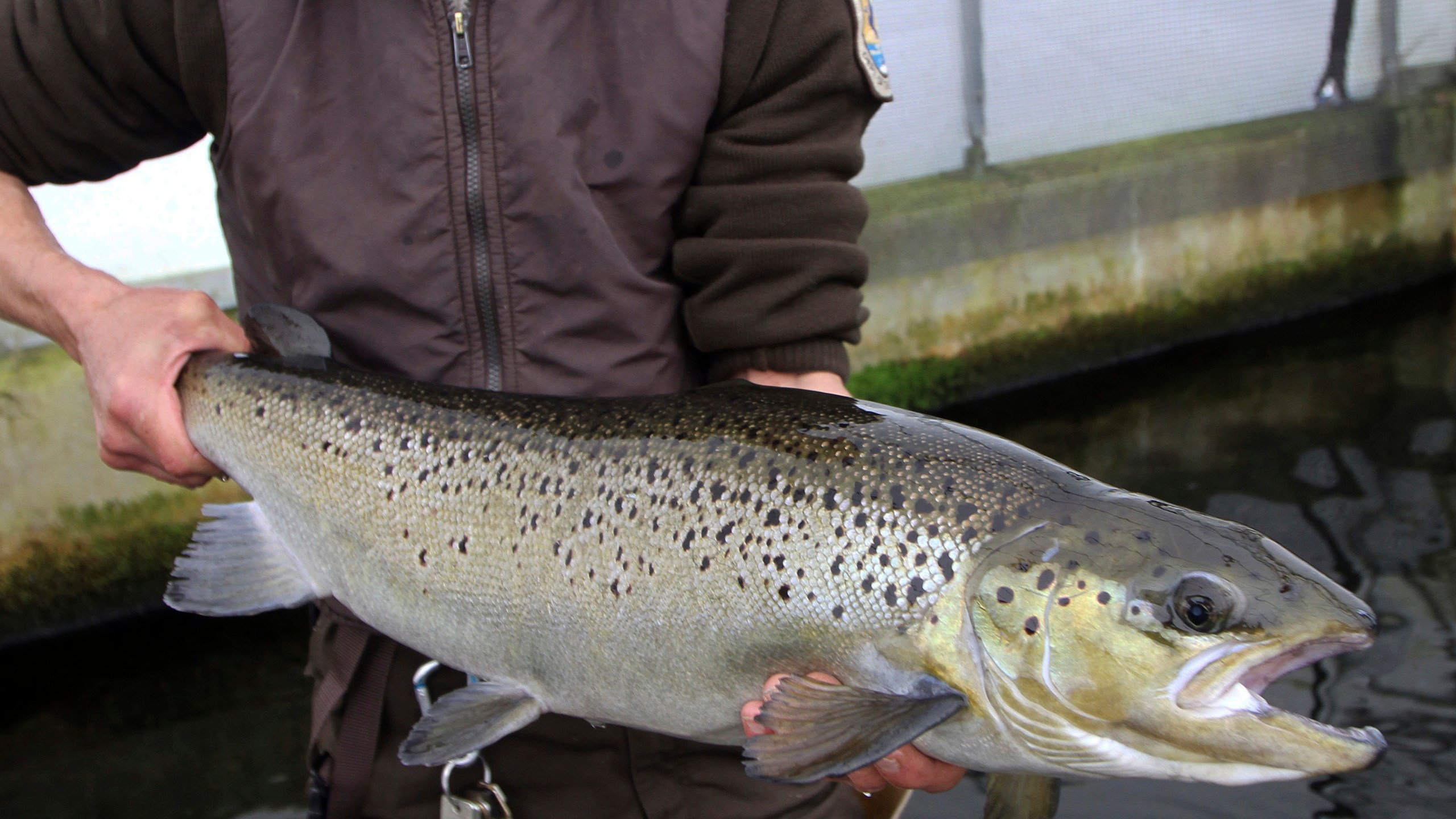 In this April 2, 2012 file photo, a 4-year-old Atlantic salmon is held at the National Fish Hatchery in Nashua, N.H. (AP Photo/Jim Cole, File)