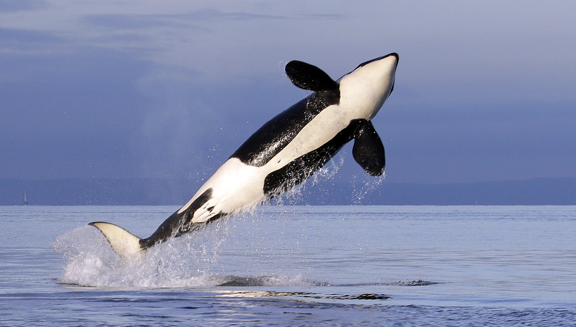 In this Jan. 18, 2014, file photo, a female resident orca whale breaches while swimming in Puget Sound near Bainbridge Island, Wash., as seen from a federally permitted research vessel. The National Marine Fisheries Service has finalized rules to expand the Southern Resident orca's critical habitat from the Canadian border down to Point Sur, Calif., adding 15,910 square miles, (41,207 square kilometers) of foraging areas, river mouths and migratory pathways. (AP Photo/Elaine Thompson, File)