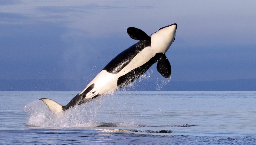 In this Jan. 18, 2014, file photo, a female resident orca whale breaches while swimming in Puget Sound near Bainbridge Island, Wash., as seen from a federally permitted research vessel. The National Marine Fisheries Service has finalized rules to expand the Southern Resident orca's critical habitat from the Canadian border down to Point Sur, Calif., adding 15,910 square miles, (41,207 square kilometers) of foraging areas, river mouths and migratory pathways. (AP Photo/Elaine Thompson, File)