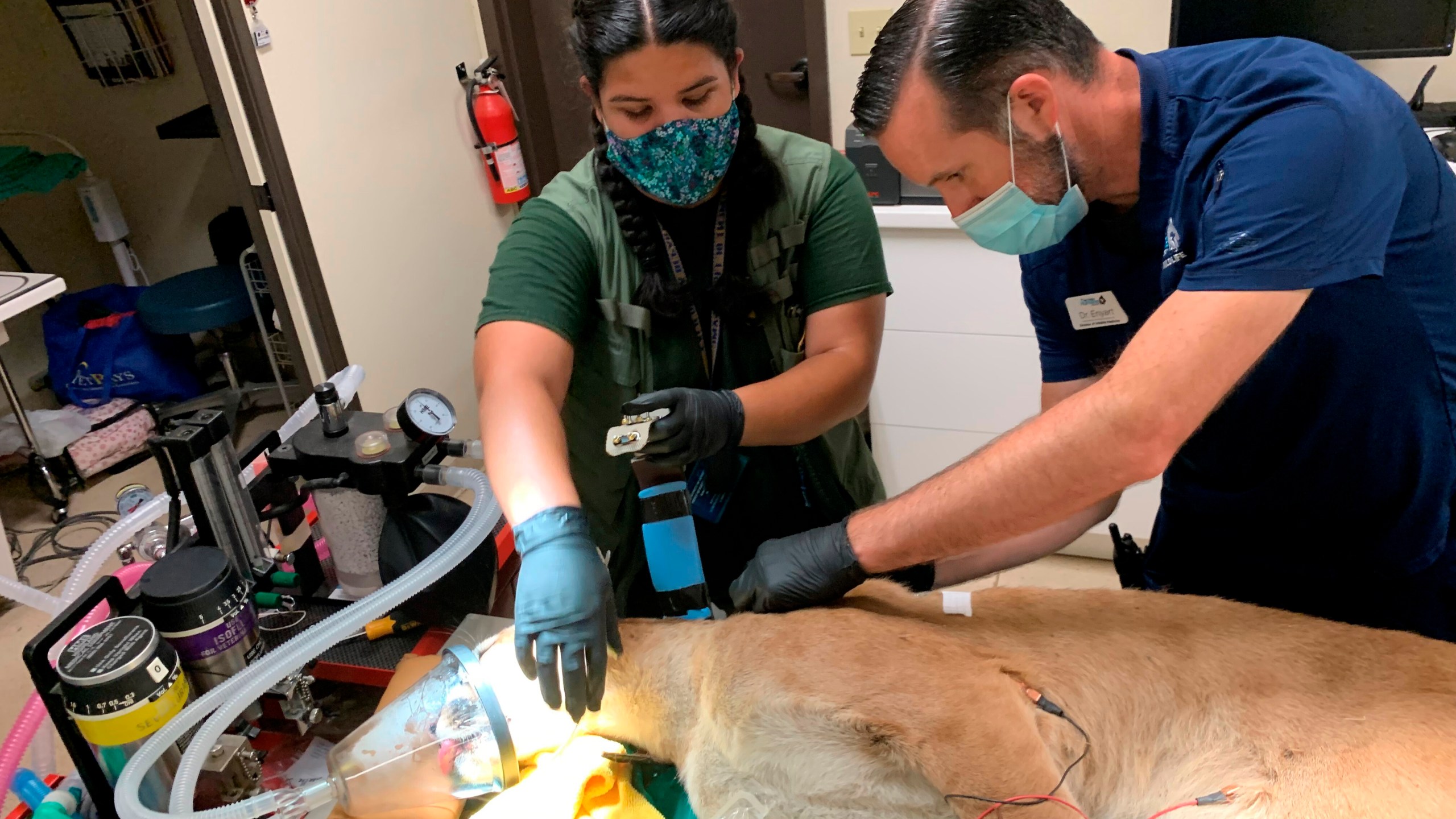 In this photo provided by the San Diego Humane Society, San Diego Humane Society director of wildlife medicine, Jon Enyart, DVM, right, and Amelia Viera, with California Department of Fish and Wildlife, attach a tracking collar to a mountain lion at the Humane Society's Ramona Wildlife Center prior to it's release on Thursday, July 29, 2021, in the Santa Ana mountains. The 1-year-old male cub was captured July 13 after being spotted several times in a neighborhood in Mission Viejo. California Department of Fish and Wildlife wardens took the mountain lion to the San Diego Humane Society's Ramona Wildlife Center, where it was evaluated and treated for parasites before being returned to its home territory. (San Diego Humane Society via AP)