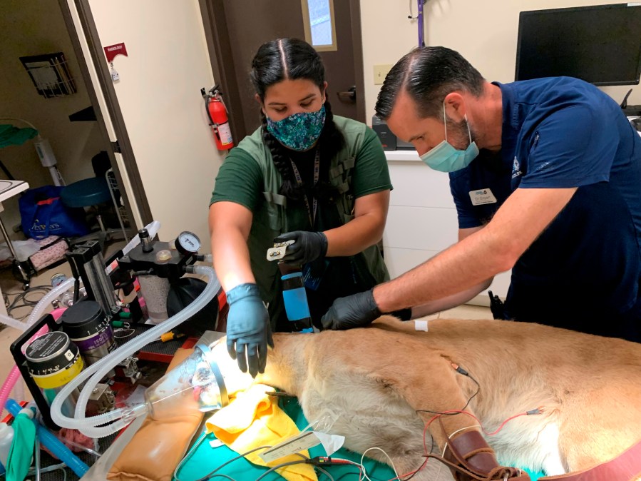 In this photo provided by the San Diego Humane Society, San Diego Humane Society director of wildlife medicine, Jon Enyart, DVM, right, and Amelia Viera, with California Department of Fish and Wildlife, attach a tracking collar to a mountain lion at the Humane Society's Ramona Wildlife Center prior to it's release on Thursday, July 29, 2021, in the Santa Ana mountains. The 1-year-old male cub was captured July 13 after being spotted several times in a neighborhood in Mission Viejo. California Department of Fish and Wildlife wardens took the mountain lion to the San Diego Humane Society's Ramona Wildlife Center, where it was evaluated and treated for parasites before being returned to its home territory. (San Diego Humane Society via AP)