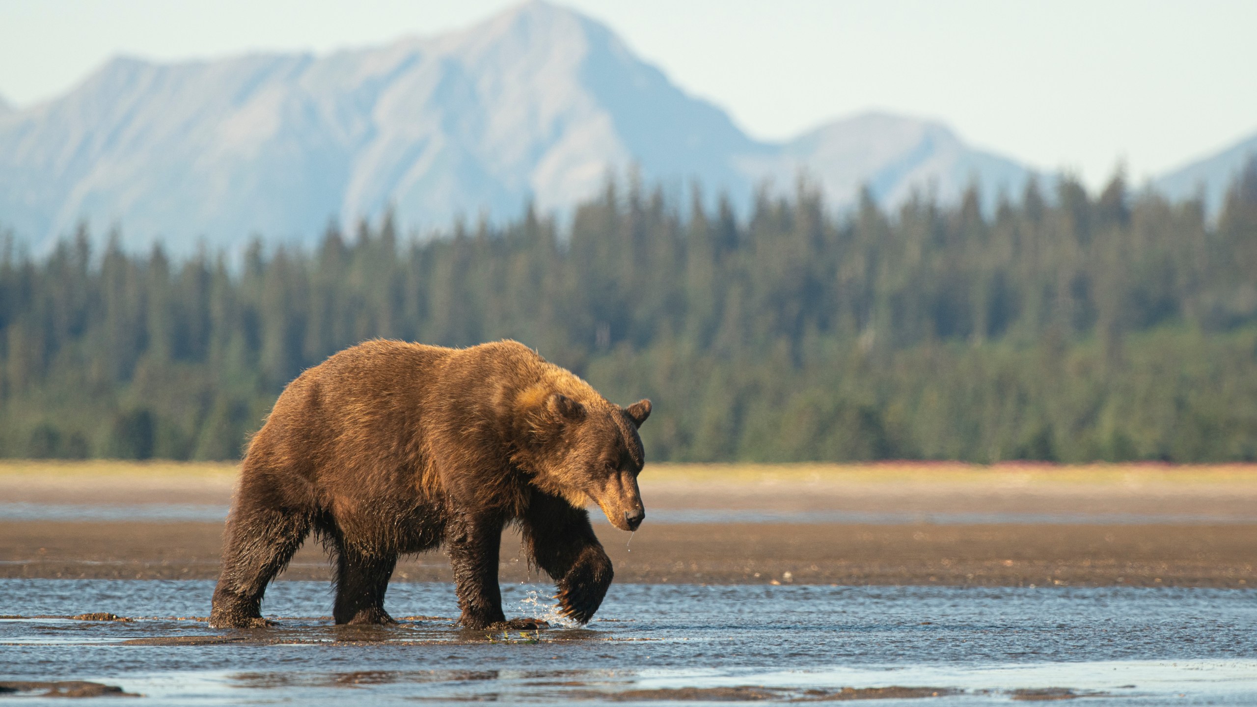 A large sow brown bear walks across the delta at the mouth of the Sargent River in Alaska. (Getty Images)