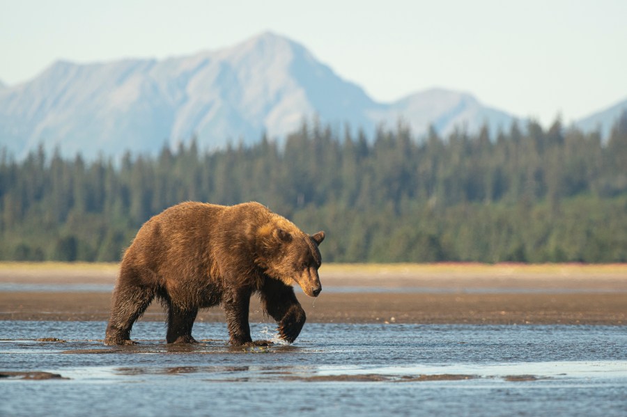 A large sow brown bear walks across the delta at the mouth of the Sargent River in Alaska. (Getty Images)