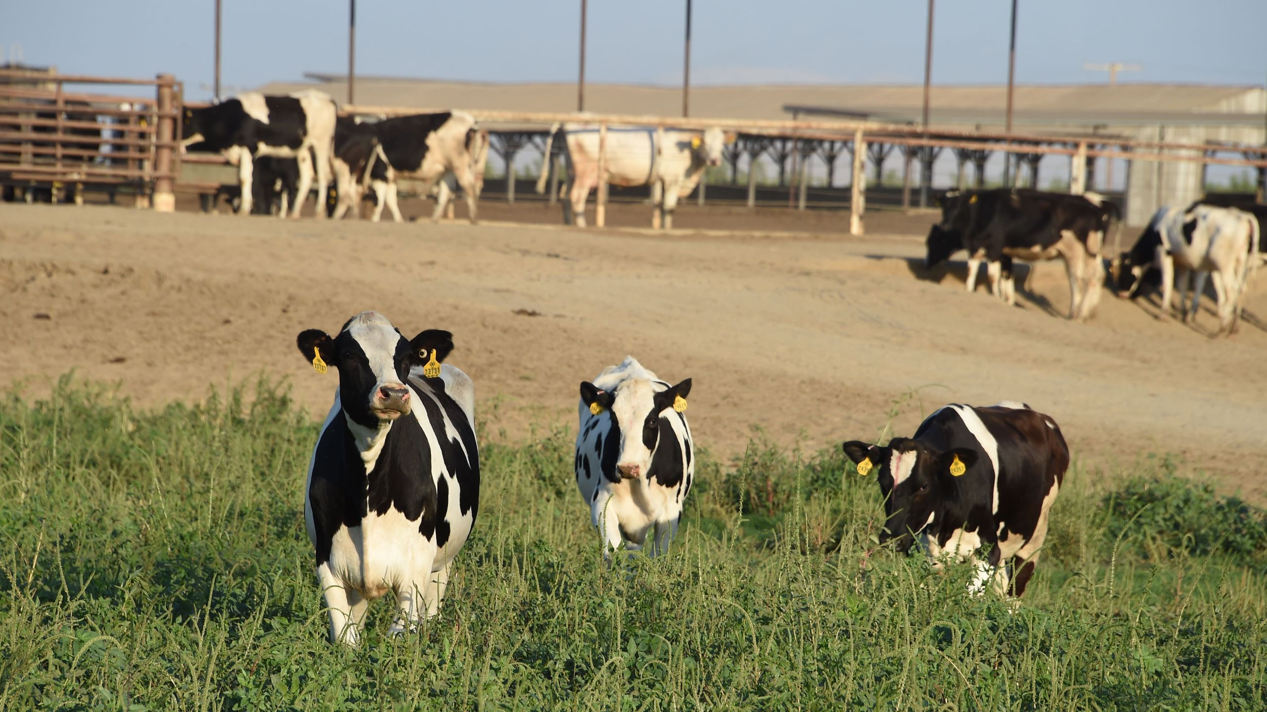 Cows graze at a dairy farm on August 24, 2016, in Porterville in California's Central Valley. (Robyn Beck/AFP via Getty Images)