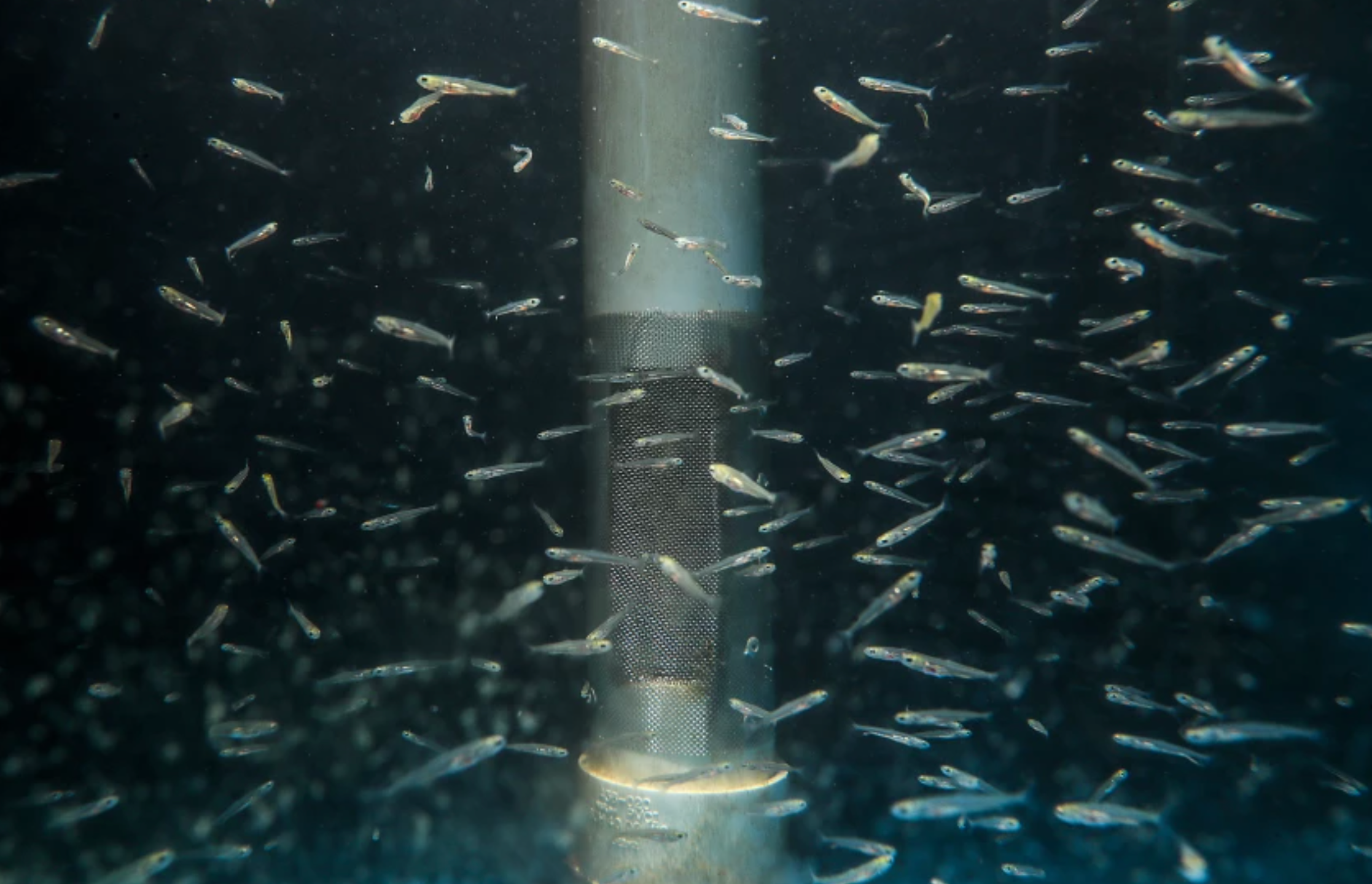 The Gone Fishing complex is home to thousands of endangered sucker fish that will eventually be released back to the Upper Klamath Lake. (Robert Gauthier / Los Angeles Times)