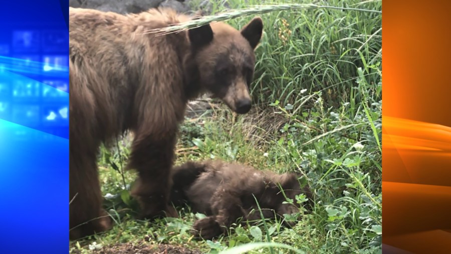 This photo of the dead bear cub and her mother was released by Yosemite National Park on July 16, 2021.