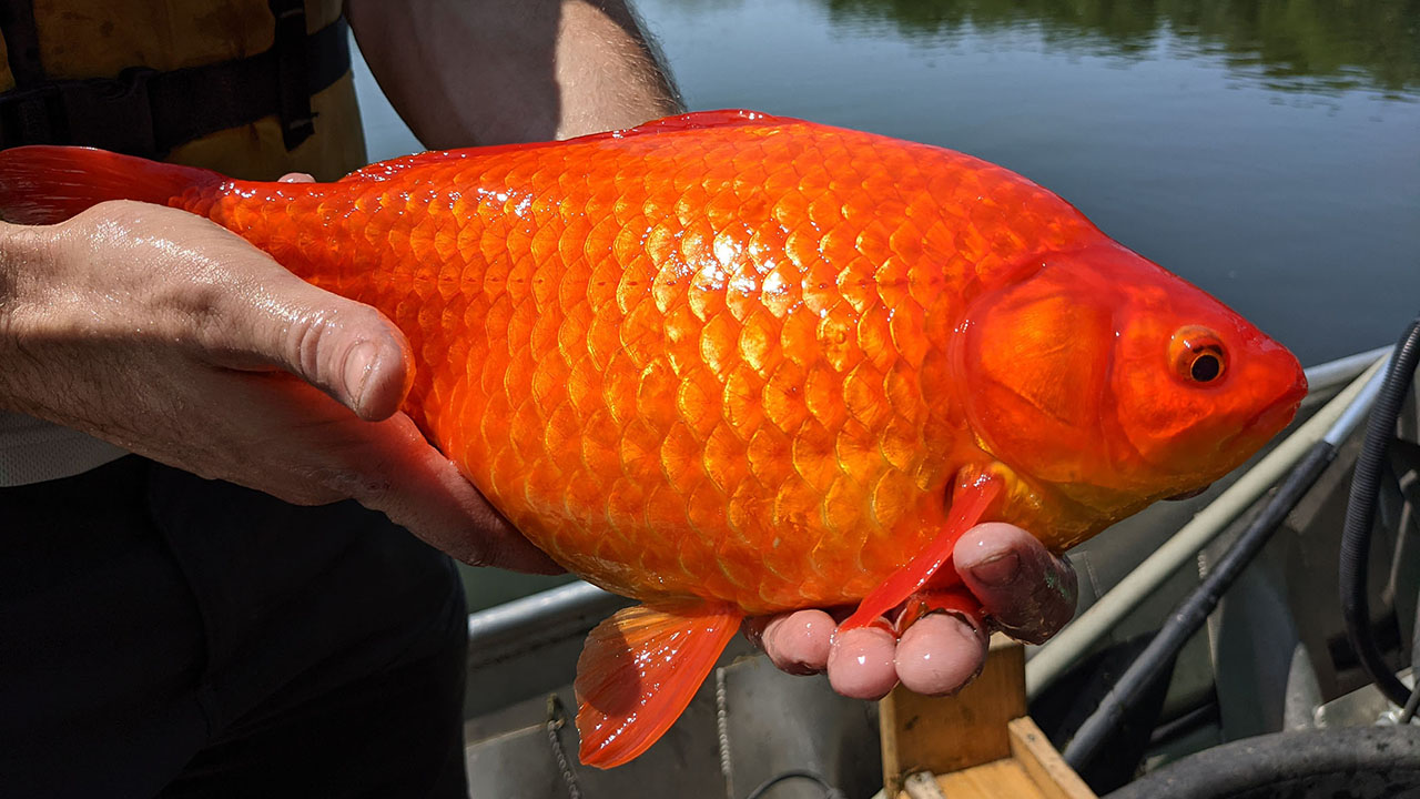 Groups of large goldfish were recently found in Keller Lake in Minnesota. (City of Burnsville)