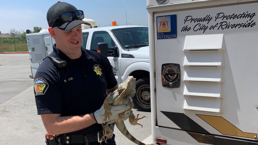 Riverside County Animal Services Officer Michael Cox is seen with an iguana in an undated photo provided by the agency on Aug. 23, 2021.