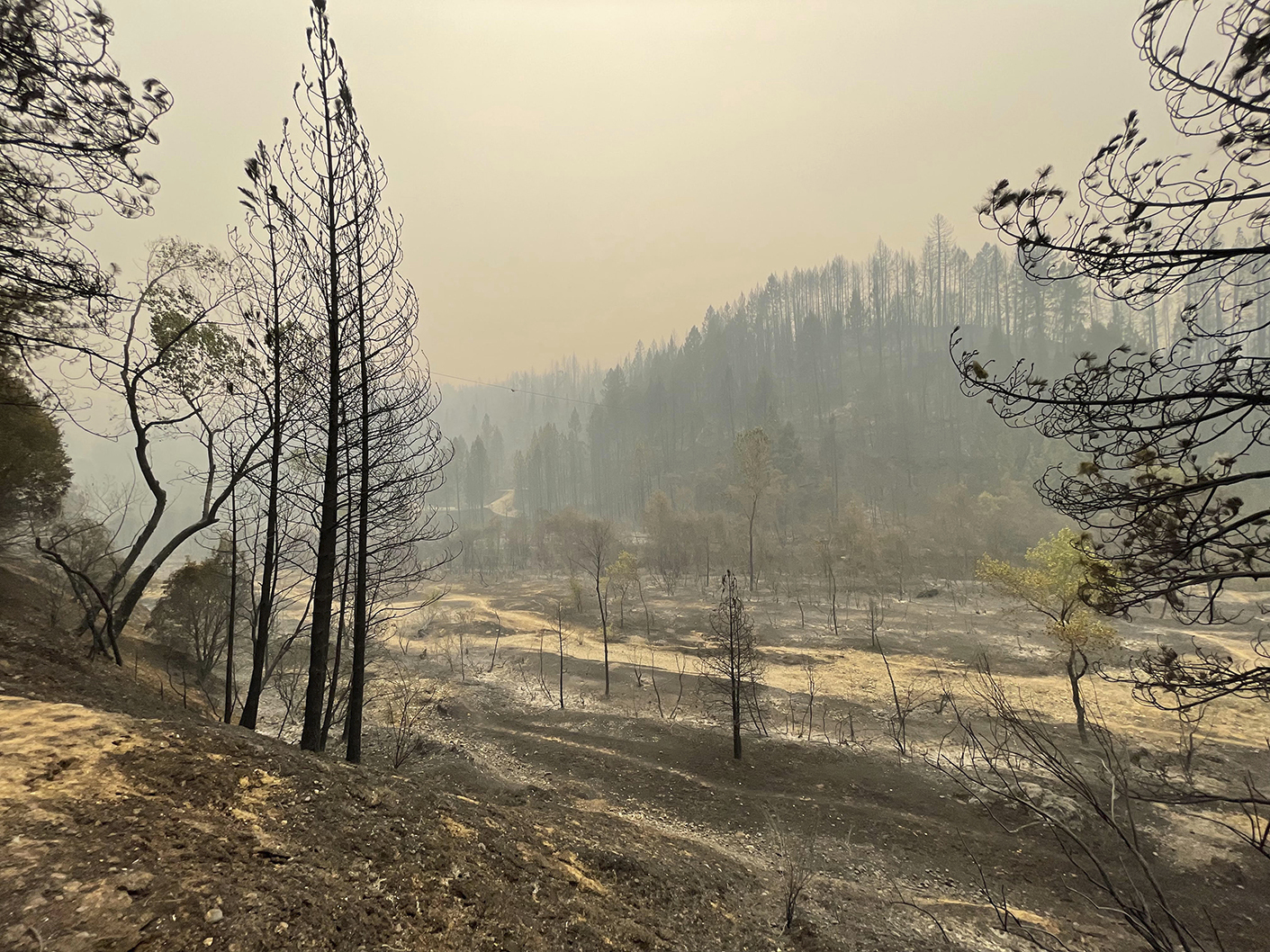 Burned trees and smoke fill the Bear River canyon after the River Fire burned through Friday, Aug. 6, 2021 in Chicago Park, Calif. (Elias Funez/The Union via AP)