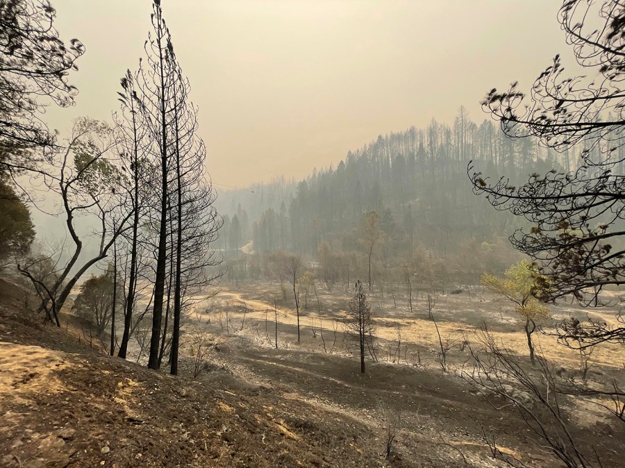 Burned trees and smoke fill the Bear River canyon after the River Fire burned through Friday, Aug. 6, 2021 in Chicago Park, Calif. (Elias Funez/The Union via AP)