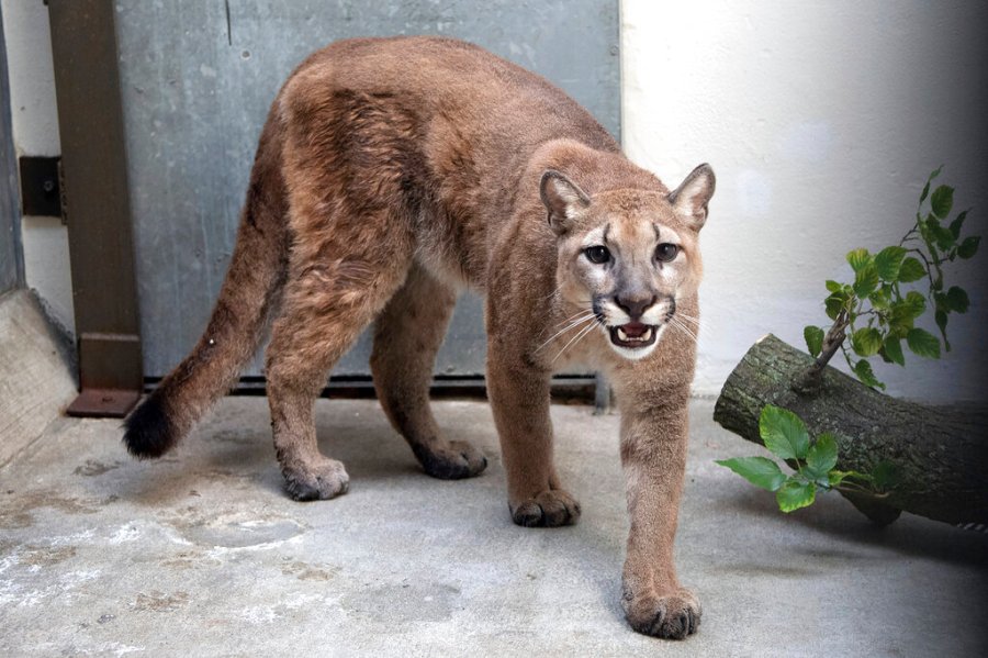 This photo provided by New York's Bronx Zoo shows an 11-month-old, 80-pound cougar that was removed from an apartment, in the Bronx borough of New York, where she was being kept illegally as a pet, animal welfare officials said Monday, Aug. 30, 2021. (Courtesy of The Bronx Zoo via AP)