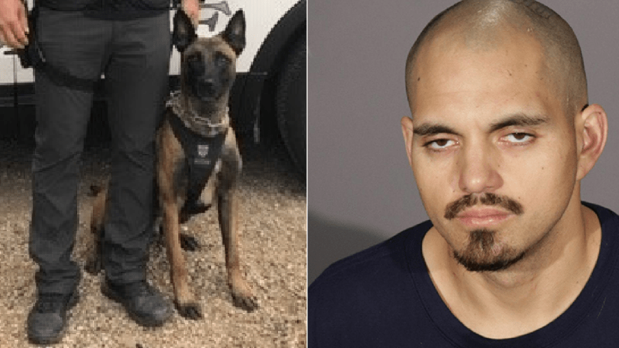 Rodrigo Calderon and Glendale Police Department K-9 Coda are seen in photos released by the Police Department on Aug. 27, 2021.