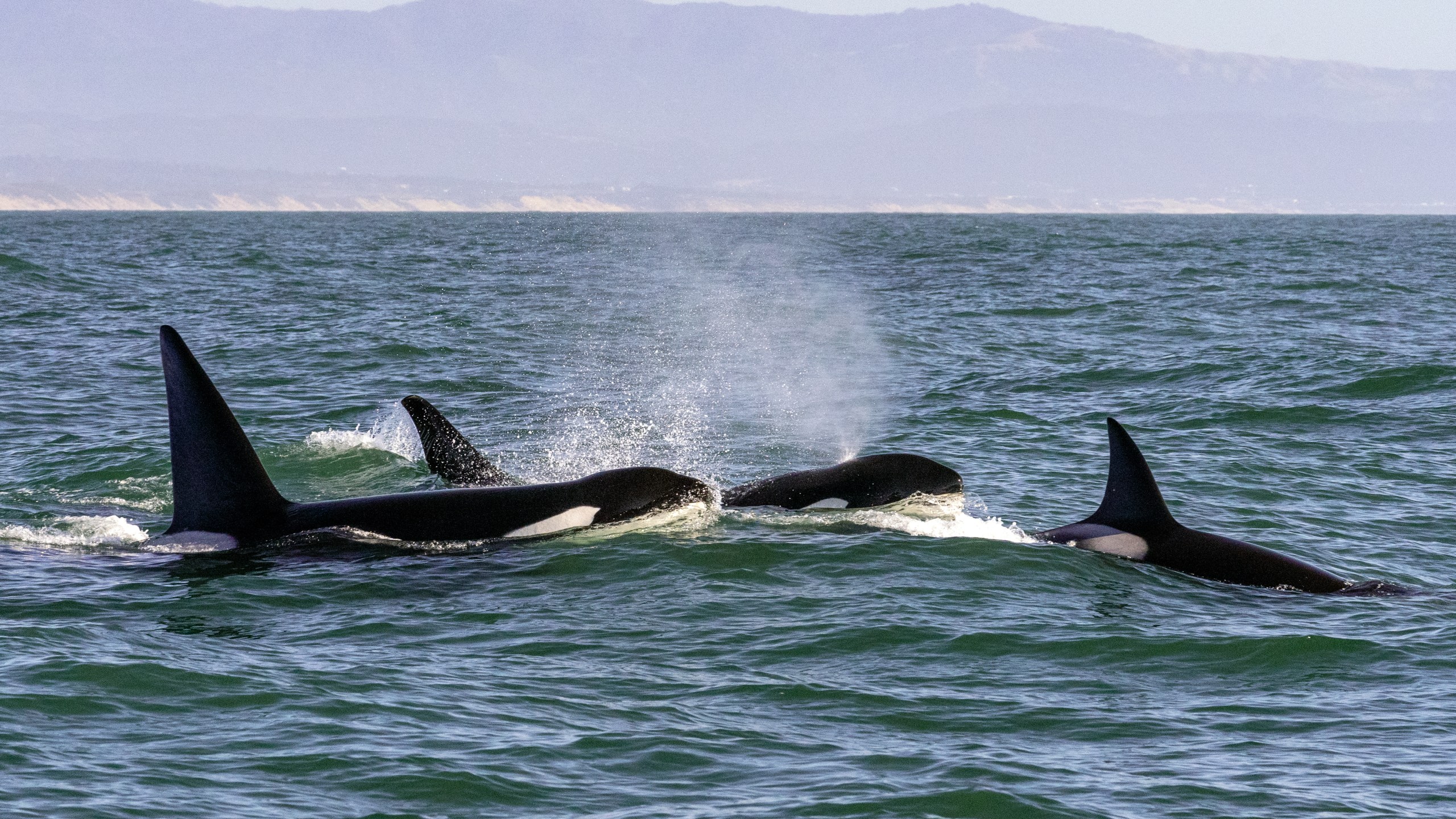 Orcas are seen in Monterey Bay in this undated file photo. (Getty Images)