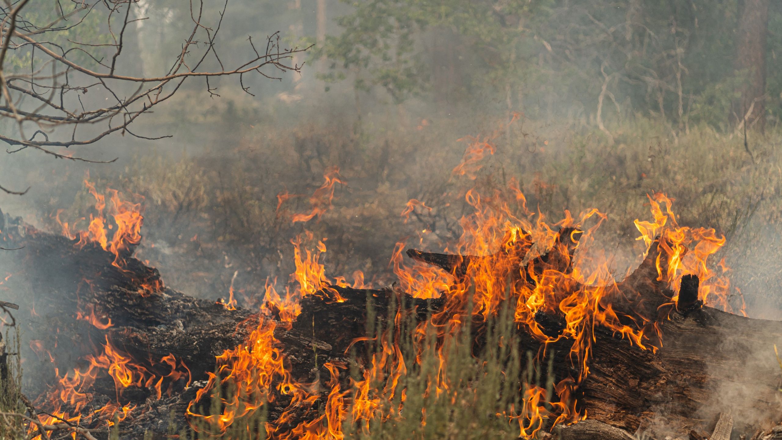 Trees smolder and burn in Division Echo Echo of the Bootleg Fire on July 25, 2021 in the Fremont-Winema National Forest of Oregon. - the "Bootleg Fire" in Oregon, which started on July 6, 2021 near Beatty, Oregon, has burned in the space of two weeks the equivalent of the city of Los Angeles in vegetation and forests. (Photo by Mathieu Lewis-Rolland / AFP) (Photo by MATHIEU LEWIS-ROLLAND/AFP via Getty Images)