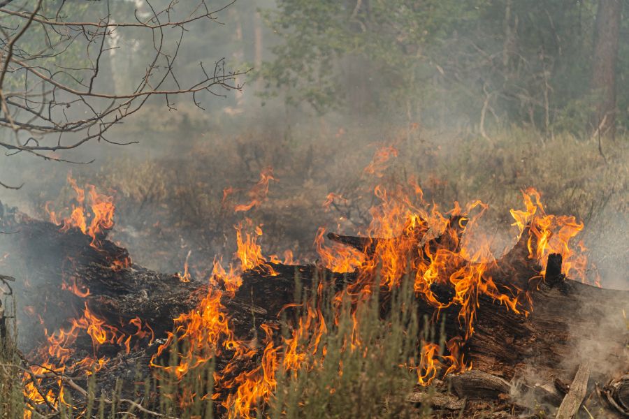 Trees smolder and burn in Division Echo Echo of the Bootleg Fire on July 25, 2021 in the Fremont-Winema National Forest of Oregon. - the "Bootleg Fire" in Oregon, which started on July 6, 2021 near Beatty, Oregon, has burned in the space of two weeks the equivalent of the city of Los Angeles in vegetation and forests. (Photo by Mathieu Lewis-Rolland / AFP) (Photo by MATHIEU LEWIS-ROLLAND/AFP via Getty Images)