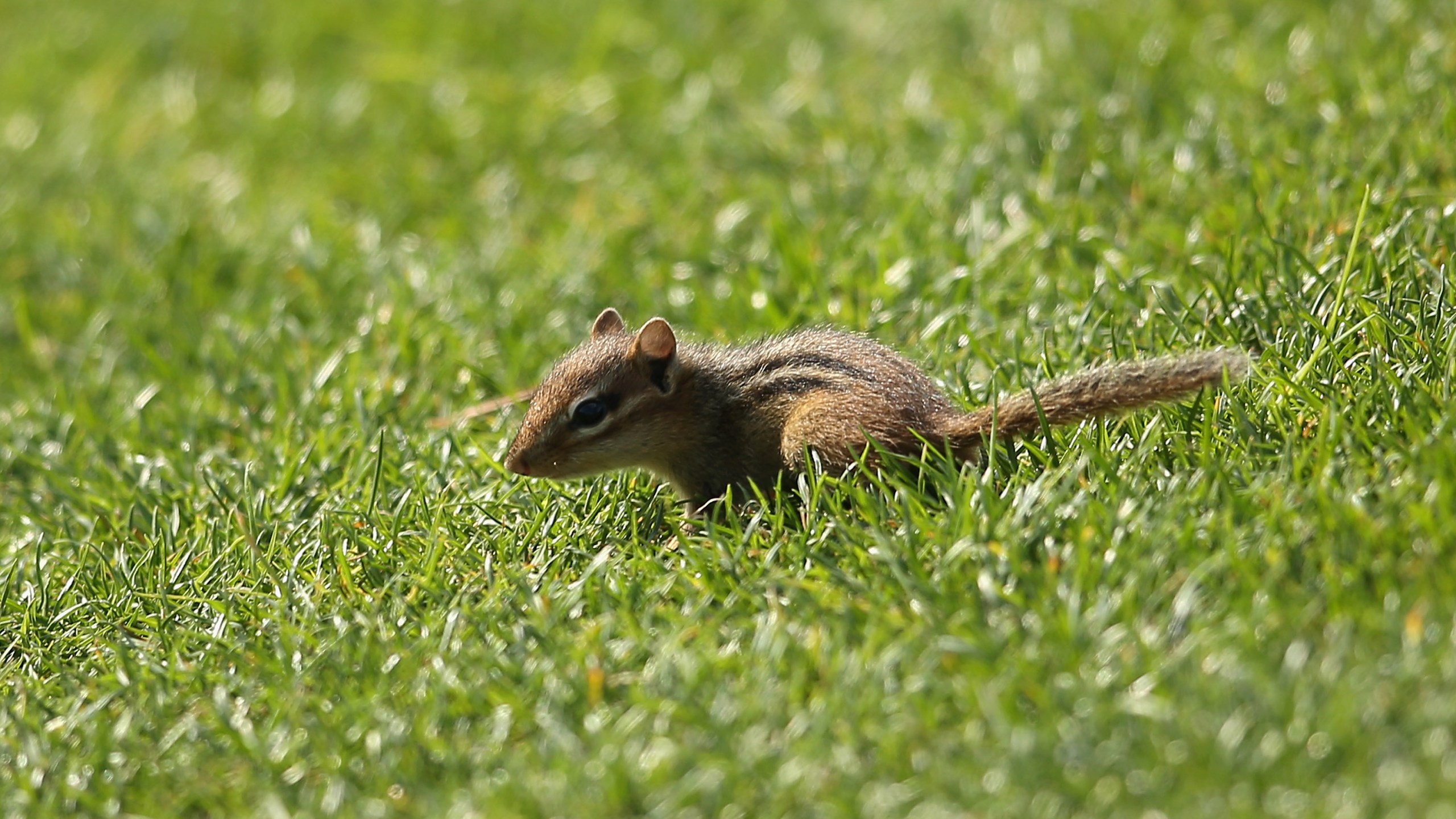 A chipmunk crosses is seen in Charlotte, North Carolina. (Richard Heathcote/Getty Images)